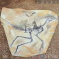 Cargar la imagen en la vista de la galería, MCSDINO Skeleton Fossil Replica Aurornis Feathered Dinosaur Fossil Replica-SKR027
