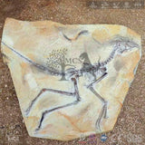 MCSDINO Skeleton Fossil Replica Aurornis Feathered Dinosaur Fossil Replica-SKR027