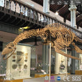 Carica l'immagine nel visualizzatore della galleria, MCSDINO Skeleton Fossil Replica Dinosaur Pliosaurus Skeleton Fossil Replica-SKR015
