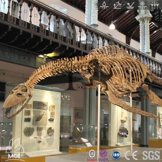 MCSDINO Skeleton Fossil Replica Dinosaur Pliosaurus Skeleton Fossil Replica-SKR015