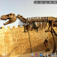 Carica l'immagine nel visualizzatore della galleria, MCSDINO Skeleton Fossil Replica Dinosaur Rental T-Rex Replica Fossils Cast For Sale-SKR019
