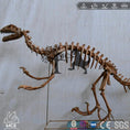Cargar la imagen en la vista de la galería, MCSDINO Skeleton Fossil Replica Dinosaur Reproduction Deinonychus Fossil Replica-SKR014
