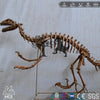 MCSDINO Skeleton Fossil Replica Dinosaur Reproduction Deinonychus Fossil Replica-SKR014