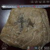 MCSDINO Skeleton Fossil Replica Giant Bee Insect Replica For Sale-SKR030