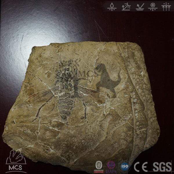 Giant Prehistoric Insects Fossils