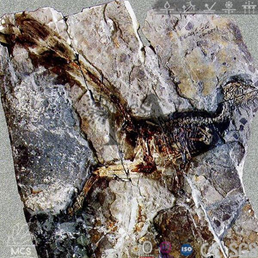 MCSDINO Skeleton Fossil Replica Jinfengoptery Elegans Feathered Dinosaur Fossil Replica-SKR028