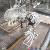 MCSDINO Skeleton Fossil Replica Juvenile T-Rex Skeleton Cast Replica-SKR005