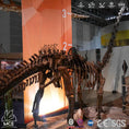 Load image into Gallery viewer, MCSDINO Skeleton Fossil Replica Mamenchisaurus Skeleton Fossil Replica Bone Skeleton-SKR018
