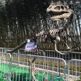 MCSDINO Skeleton Fossil Replica Monolophosaurus Dinosaur Fossil Replica Casts For Sale-SKR001