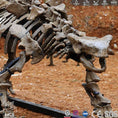 Cargar la imagen en la vista de la galería, MCSDINO Skeleton Fossil Replica Replicating Dinosaur Fossil Ankylosaurus Casts-SKR012

