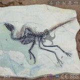 MCSDINO Skeleton Fossil Replica Sinosauropteryx Feathered Dinosaur Fossil Replica-SKR029