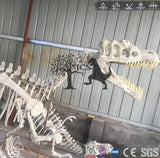 T-Rex Specimen Skeleton Fossil Replica-SKT002-5 - mcsdino