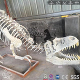 MCSDINO Skeleton Fossil Replica T-Rex Specimen Skeleton Fossil Replica-SKR020