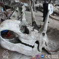 Load image into Gallery viewer, MCSDINO Skeleton Fossil Replica Triceratops Skull Replica Stylish Office Decor-SKR031

