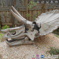 Load image into Gallery viewer, MCSDINO Skeleton Fossil Replica Triceratops Skull Replica Stylish Office Decor-SKR031
