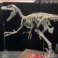 Cargar la imagen en la vista de la galería, Mcsdinosaur Skeleton Fossil Replica Dinosaur Velociraptor Skeleton Fossil Replica Bone-SKR008
