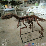 Mcsdinosaur Skeleton Fossil Replica Dinosaur Velociraptor Skeleton Fossil Replica Bone-SKR008