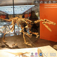 Cargar la imagen en la vista de la galería, Mcsdinosaur Skeleton Fossil Replica Dinosaur Velociraptor Skeleton Fossil Replica Bone-SKR008

