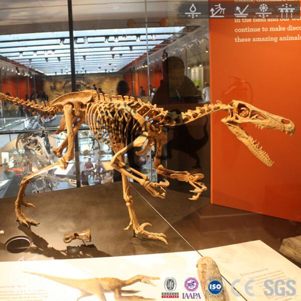 Dinosaur Velociraptor Skeleton Fossil Replica Bone-SKR008