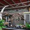 Mounted Deinonychus Skeleton Replica-SKR034