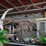 Mounted Deinonychus Skeleton Replica-SKR034