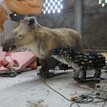 Charger l'image dans la visionneuse de la galerie, prehistoric tapir animatronics
