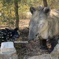 Load image into Gallery viewer, prehistoric tapir animatronics

