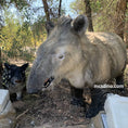 Bild in Galerie-Betrachter laden, prehistoric tapir animatronics
