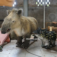 Bild in Galerie-Betrachter laden, prehistoric tapir animatronics
