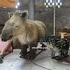 prehistoric tapir animatronics